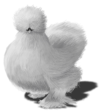 picture of a silkie chicken